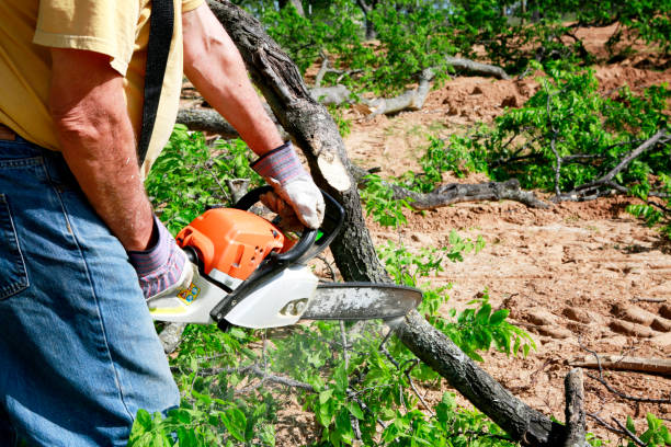 Trusted Southwest Greensburg, PA Tree Service Experts